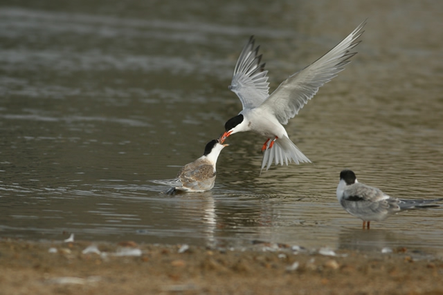 Sterna hirundo