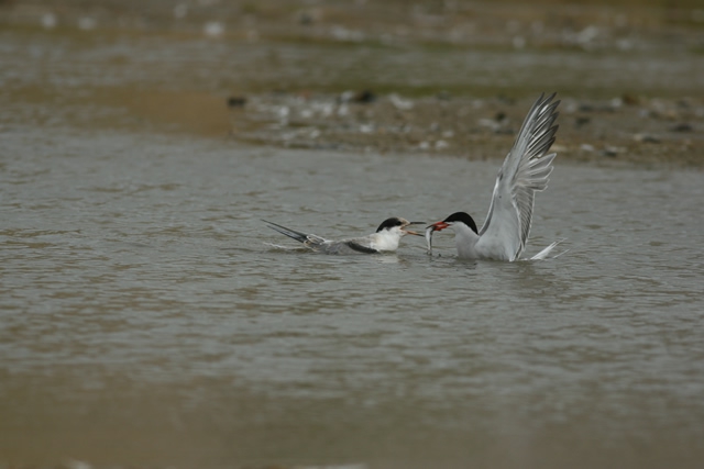 Sterna hirundo