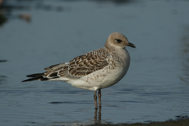 Larus melanocephalus