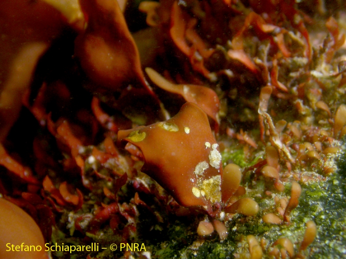 Phyllophora antarctica Phyllophora antarctica