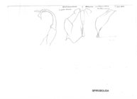Anadenobolus obesus rubicundus
