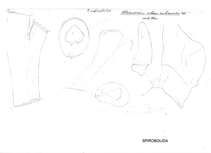 Anadenobolus obesus rubicundus