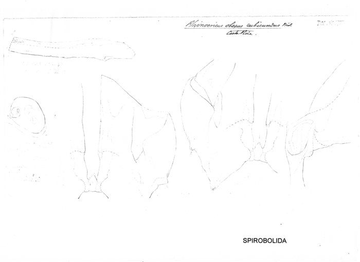 Anadenobolus obesus rubicundus
