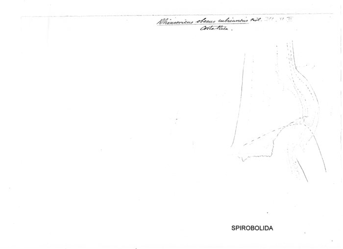 Anadenobolus obesus rubicundus