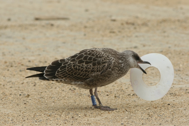 Larus fuscus