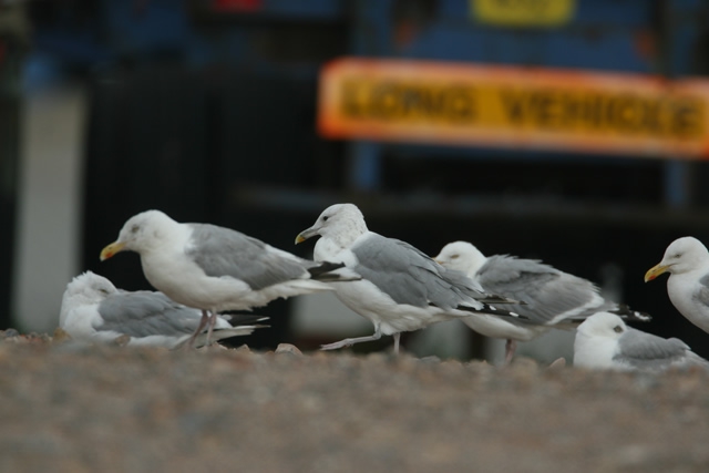 Larus argentatus Larus argentatus