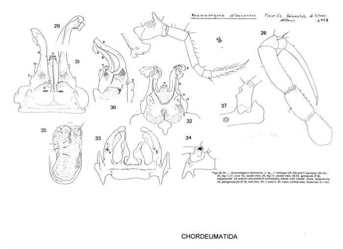 Anamastigona albanensis
