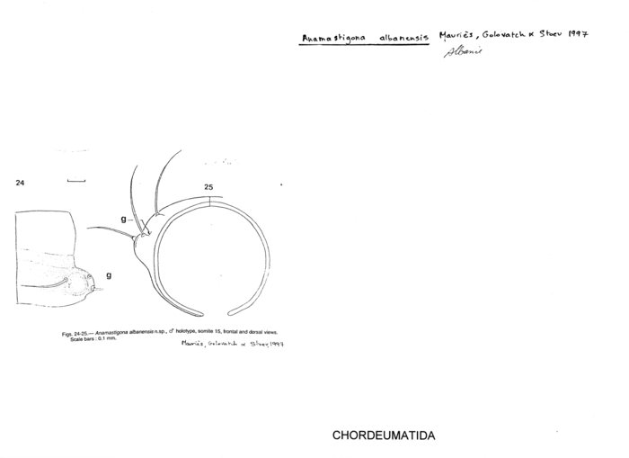 Anamastigona albanensis