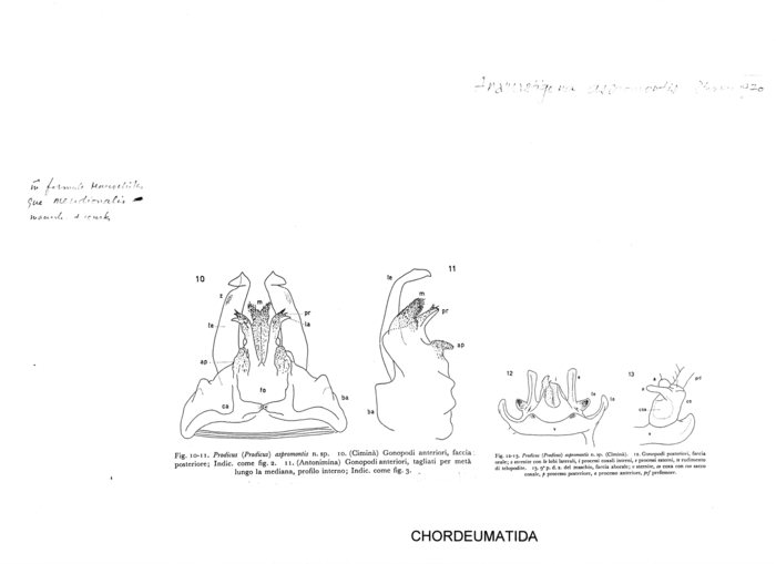 Anamastigona aspromontis
