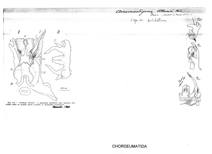 Anamastigona attemsi