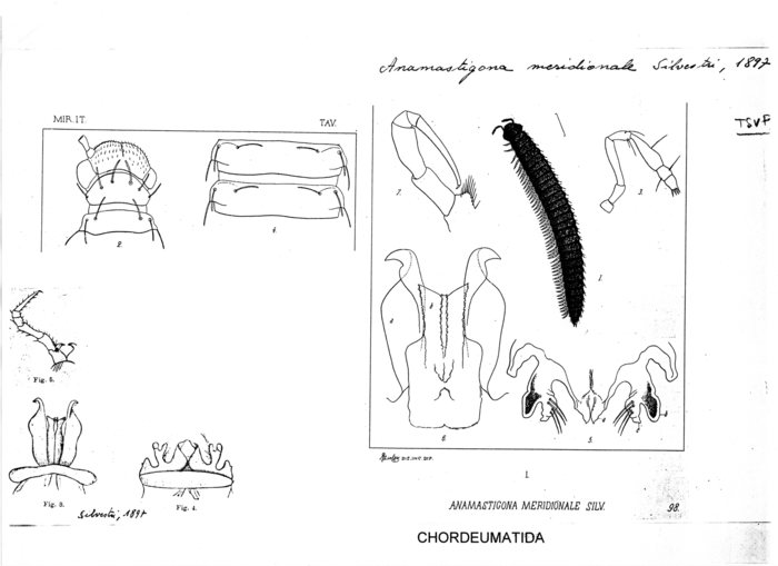 Anamastigona meridionale