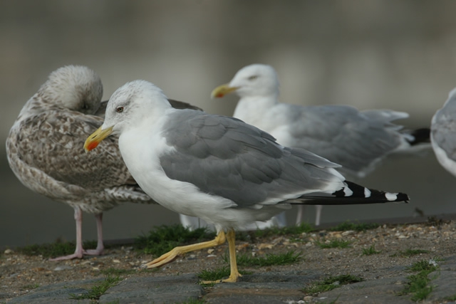 Larus argentatus