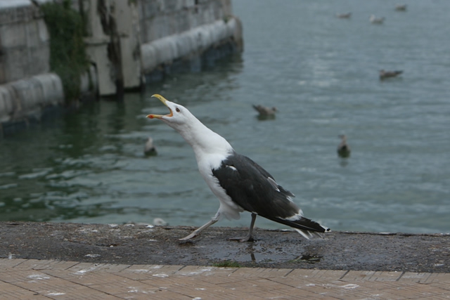 Larus marinus Larus marinus