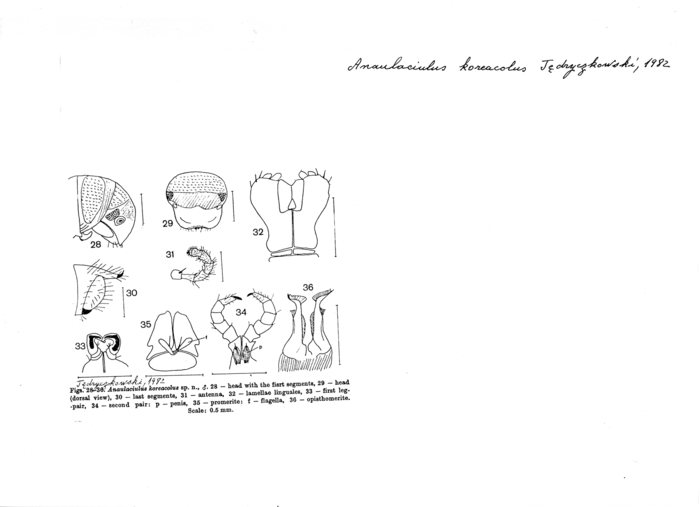 Anaulaciulus koreacolus
