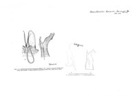 Anaulaciulus koreanus boninensis