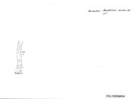 Anaulacodesmus brattströmi