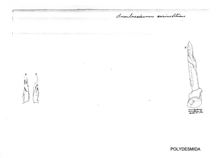 Anaulacodesmus carinobtusus