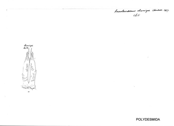 Anaulacodesmus chamizae
