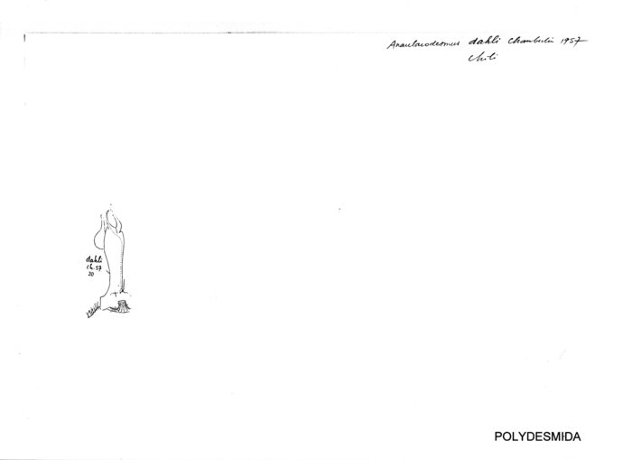 Anaulacodesmus dahli