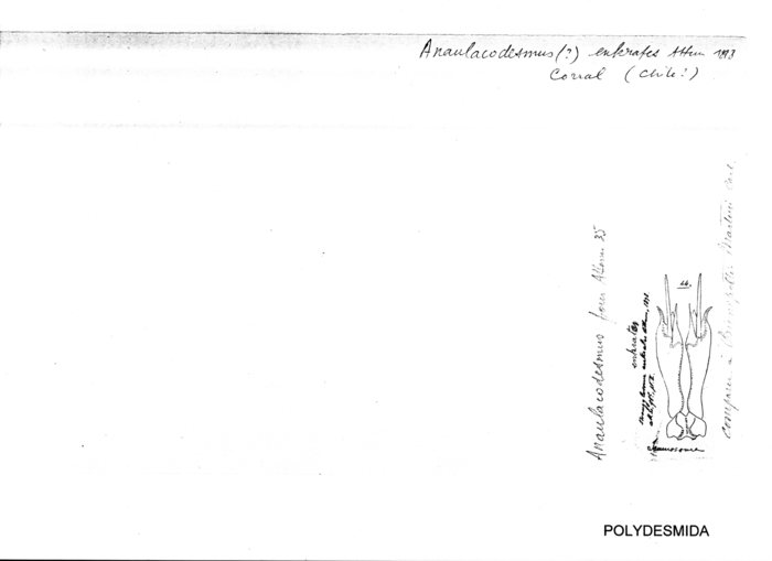 Anaulacodesmus enkrates