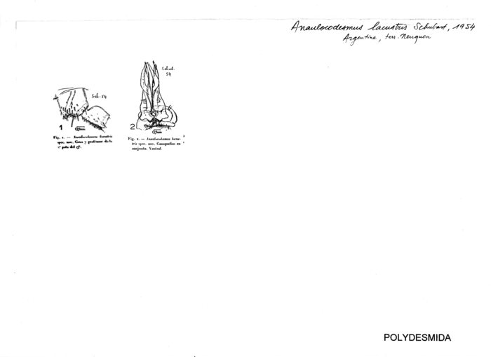 Anaulacodesmus lacustris
