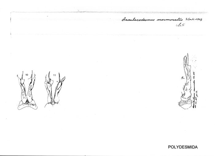 Anaulacodesmus marmoratus