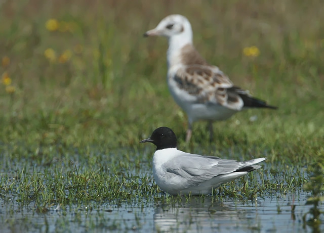 Larus minutus Larus minutus