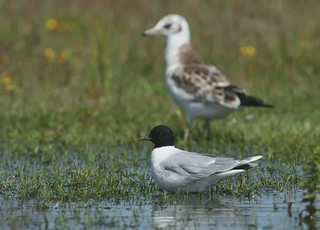 Larus minutus