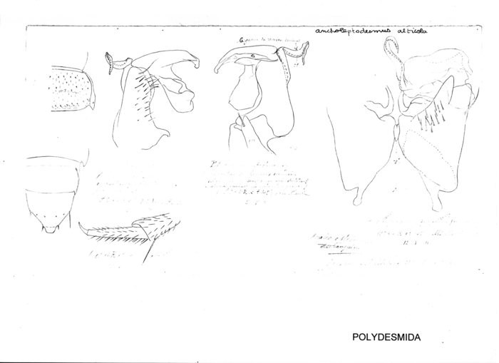 Ancholeptodesmus alticola