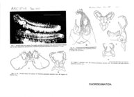 Ancudia chepu