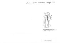 Andenostreptus silvaticus