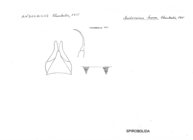 Andocricus harae