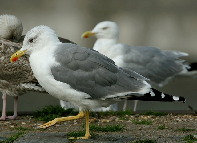 Larus michahellis Larus michahellis