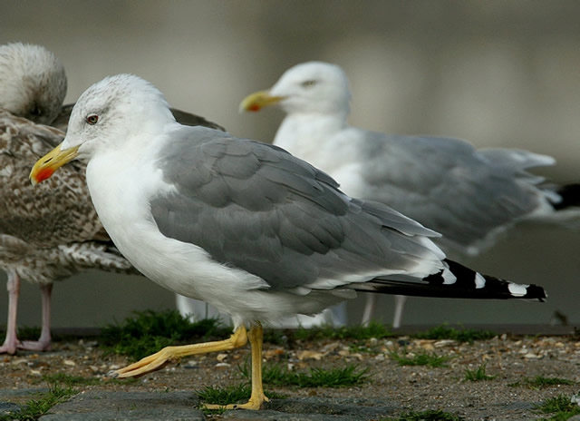 Larus michahellis