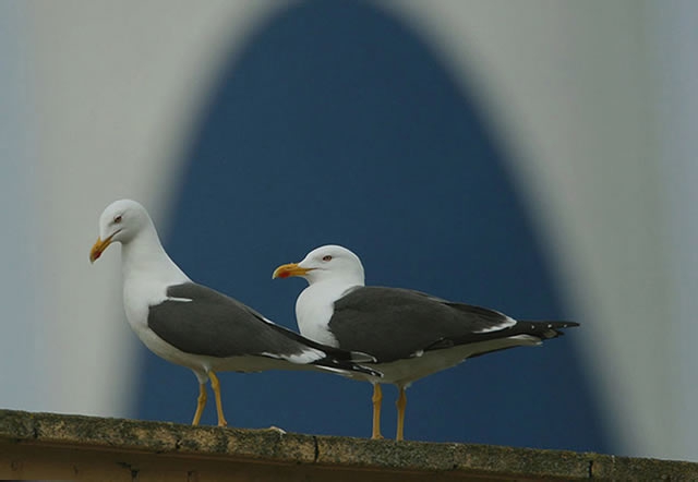 Larus fuscus Larus fuscus