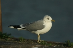 Larus canus