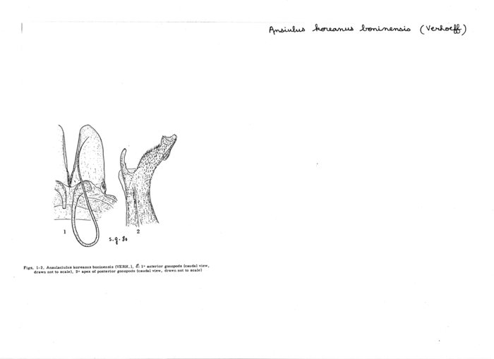 Ansiulus koreanus boninensis