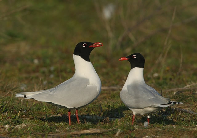 Larus melanocephalus Larus melanocephalus