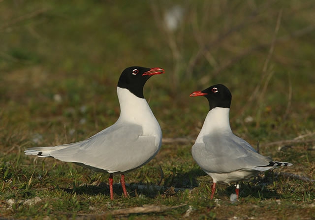 Larus melanocephalus