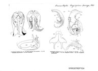 Anurostreptus longispinus