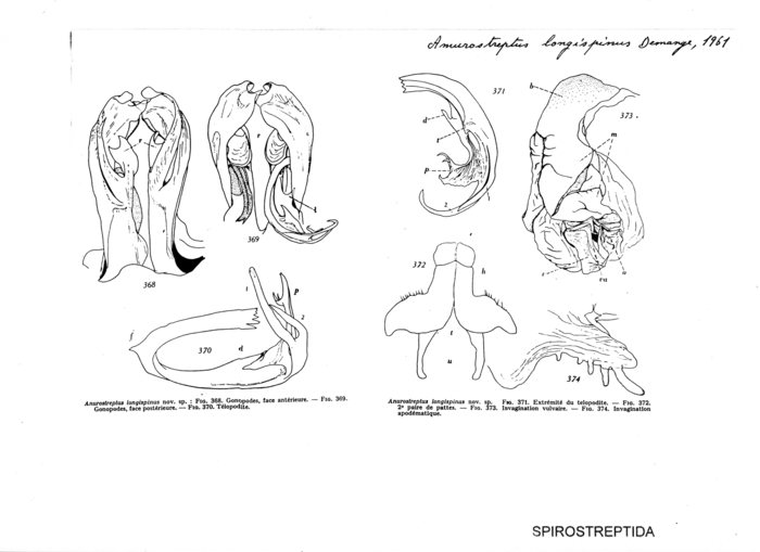 Anurostreptus longispinus