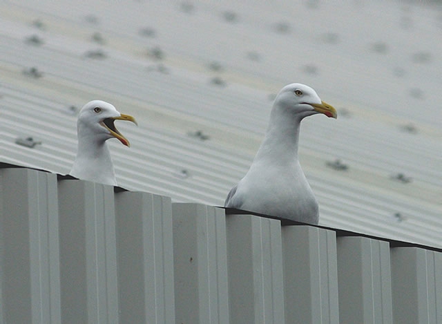 Larus argentatus