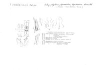 Apareiulus lapidarius