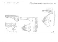 Apareiulus lapidarius
