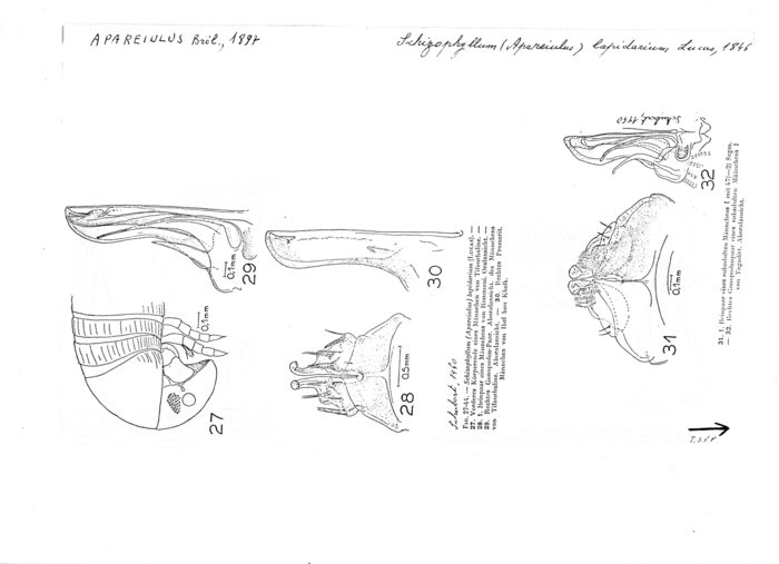 Apareiulus lapidarius