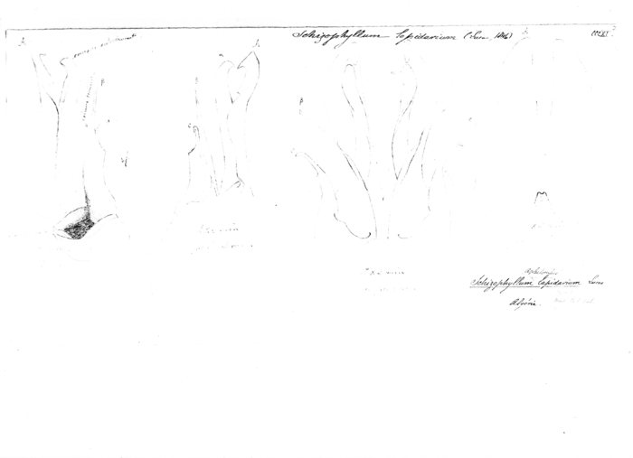 Apareiulus lapidarius