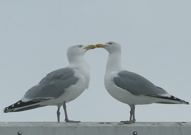 Larus argentatus