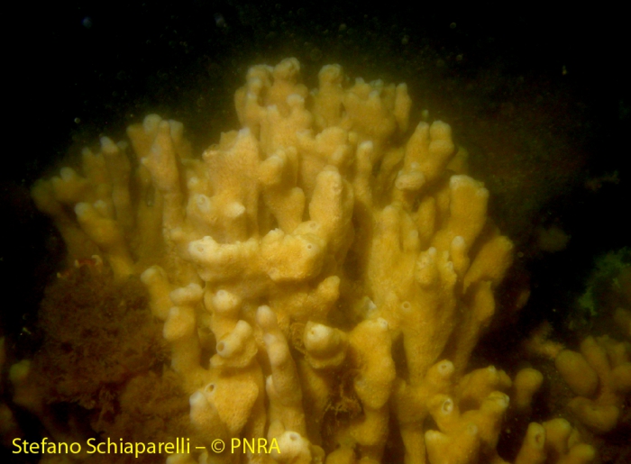 Porifera ind 2 Porifera ind 2