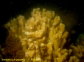 Porifera (sponges)