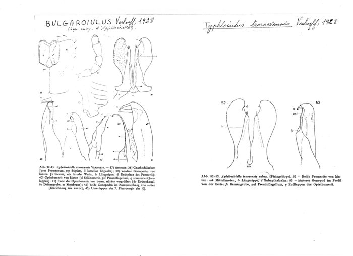 Apfelbeckiella trnowensis